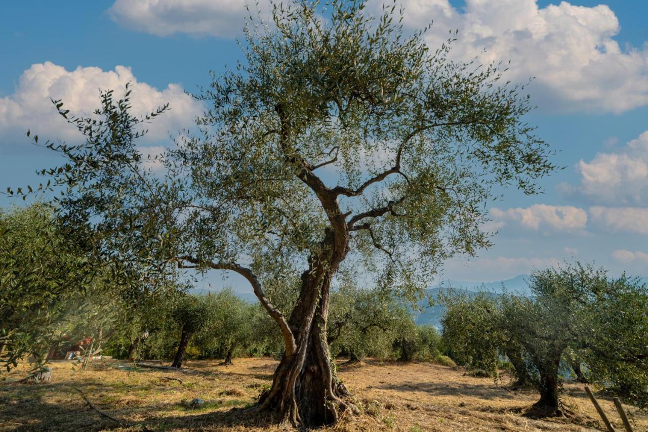 Casetta Maduneta Immersa In Un Oliveto Dolceacqua Zewnętrze zdjęcie