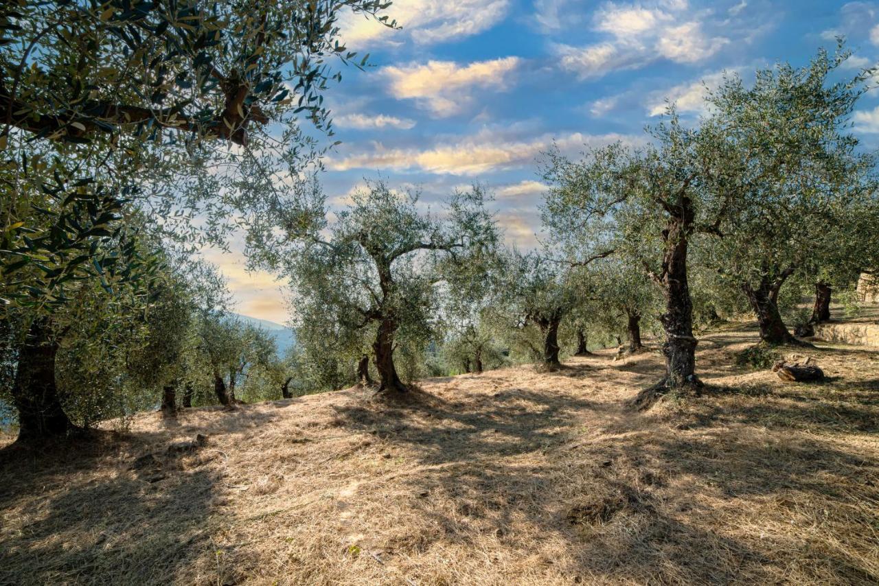 Casetta Maduneta Immersa In Un Oliveto Dolceacqua Zewnętrze zdjęcie